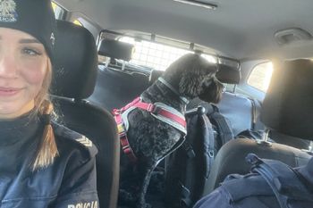 Policjantka uratowała psa. Biegał między autami