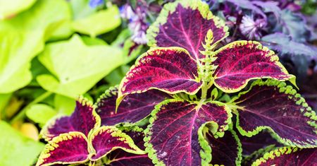 Forskolin – co to jest, działanie, tabletki, skutki uboczne