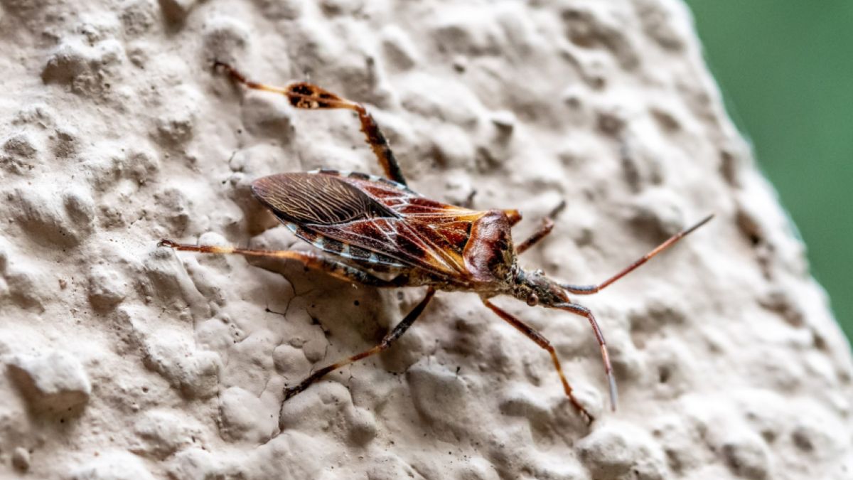 Wtyk amerykański. Czy jest dla nas groźny?