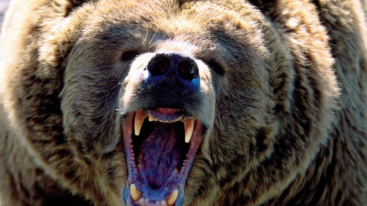 Na ulicach Zakopanego widziano niedźwiedzia