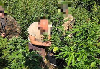 Zatrzymali go w lesie. Prowadził nielegalną uprawę