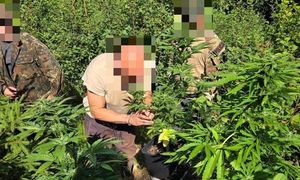 Zatrzymali go w lesie. Prowadził nielegalną uprawę