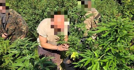 Zatrzymali go w lesie. Prowadził nielegalną uprawę