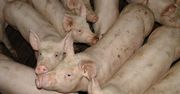 Chcą wybudować ubojnię świń obok domów. Mieszkańcy protestują