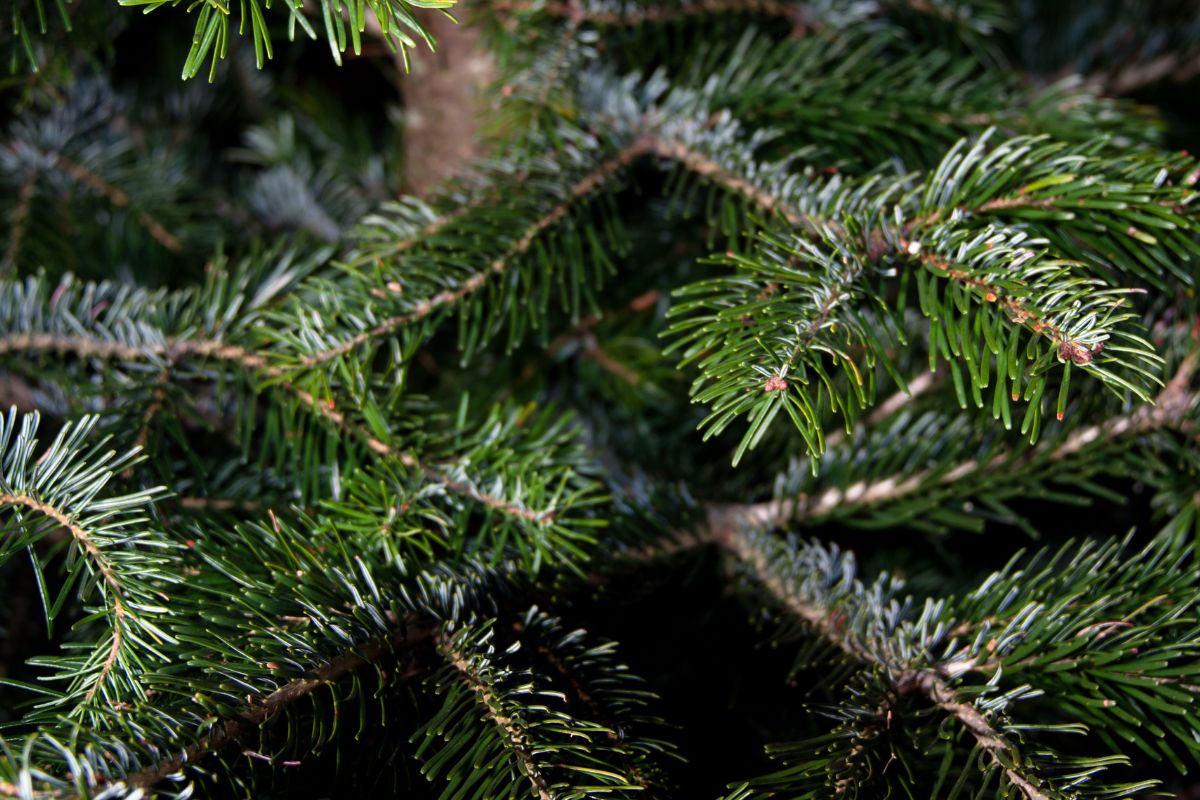 The Caucasian fir is a species resistant to needle loss.