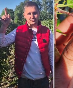 "Malinowy Polak" o kataklizmie z gradem. "Malin, truskawek, jabłek nie będzie przez dwa lata"