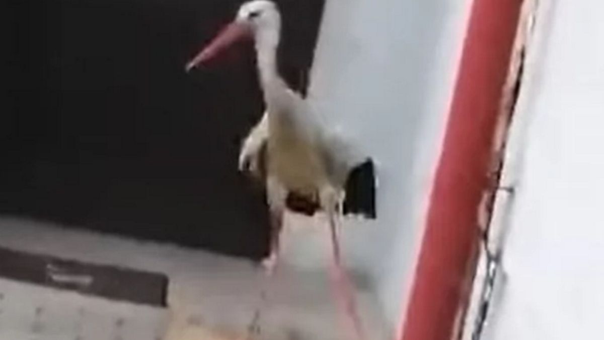 Bocian odwiedził burmistrza