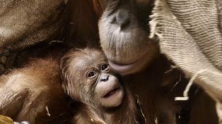 Historyczne narodziny w Łodzi. Pierwszy orangutan sumatrzański w Polsce przyszedł na świat