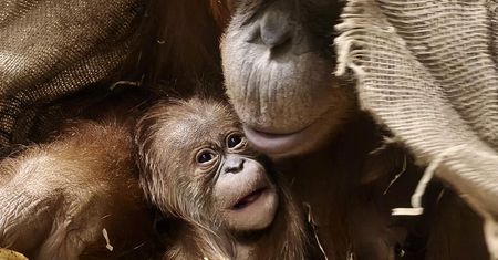 Historyczne narodziny w Łodzi. Pierwszy orangutan sumatrzański w Polsce przyszedł na świat