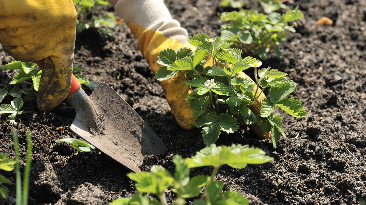 Strawberry  Planting
AlexRaths
