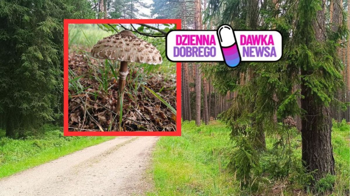 Leśnik znalazł pierwszą kanię