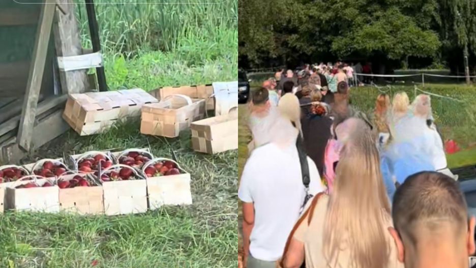 Kolejka po truskawki - nagranie z kanału lukastee