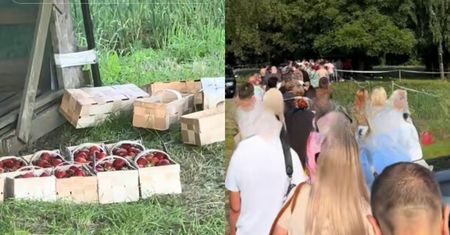 Nagranie hitem sieci. Gigantyczna kolejka po truskawki