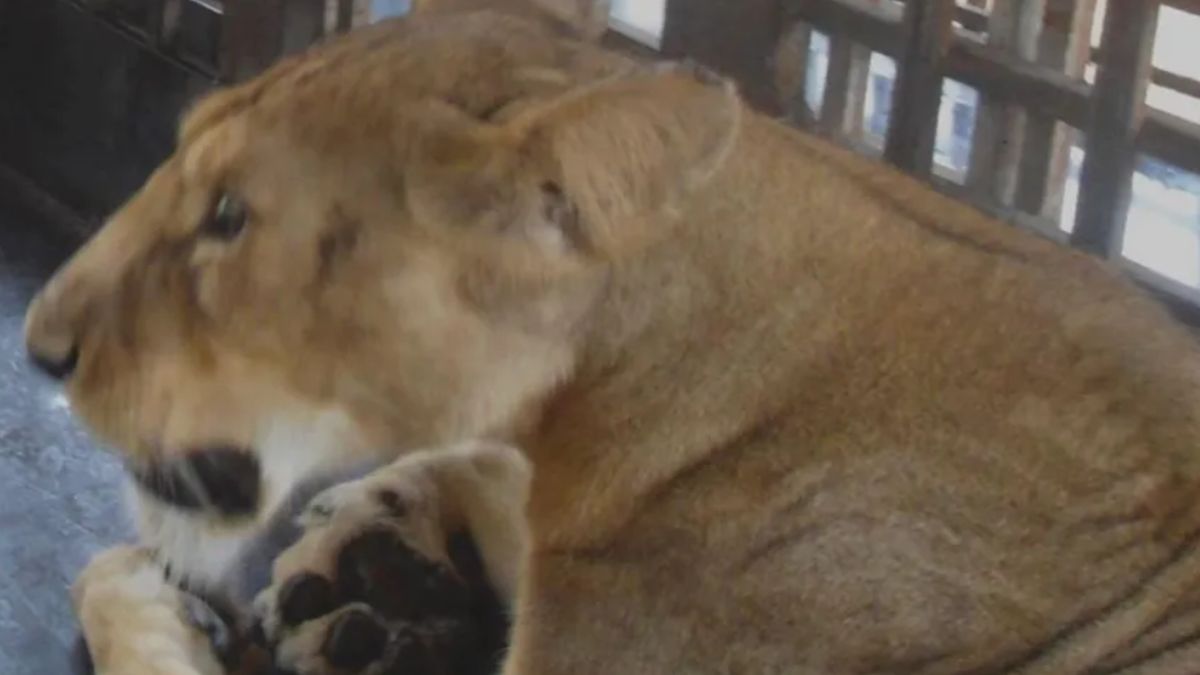 Tragiczny wypadek w zoo.