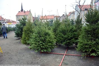 Uważaj na żywe choinki. Możesz wnieść "niepożądanego gościa"