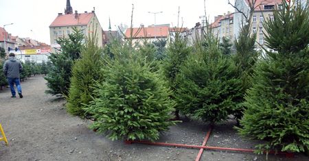Gnieżdżą się w części choinek. Ekspertka ostrzega