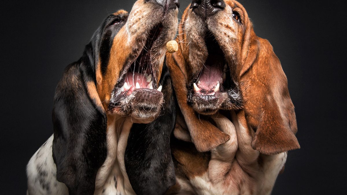 Zabawne zdjęcia psów. Zobacz, jak reagują na smakołyki 1