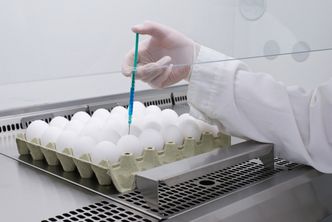 Kury i jaja, które ratują nasze życie. Tak powstają szczepionki
