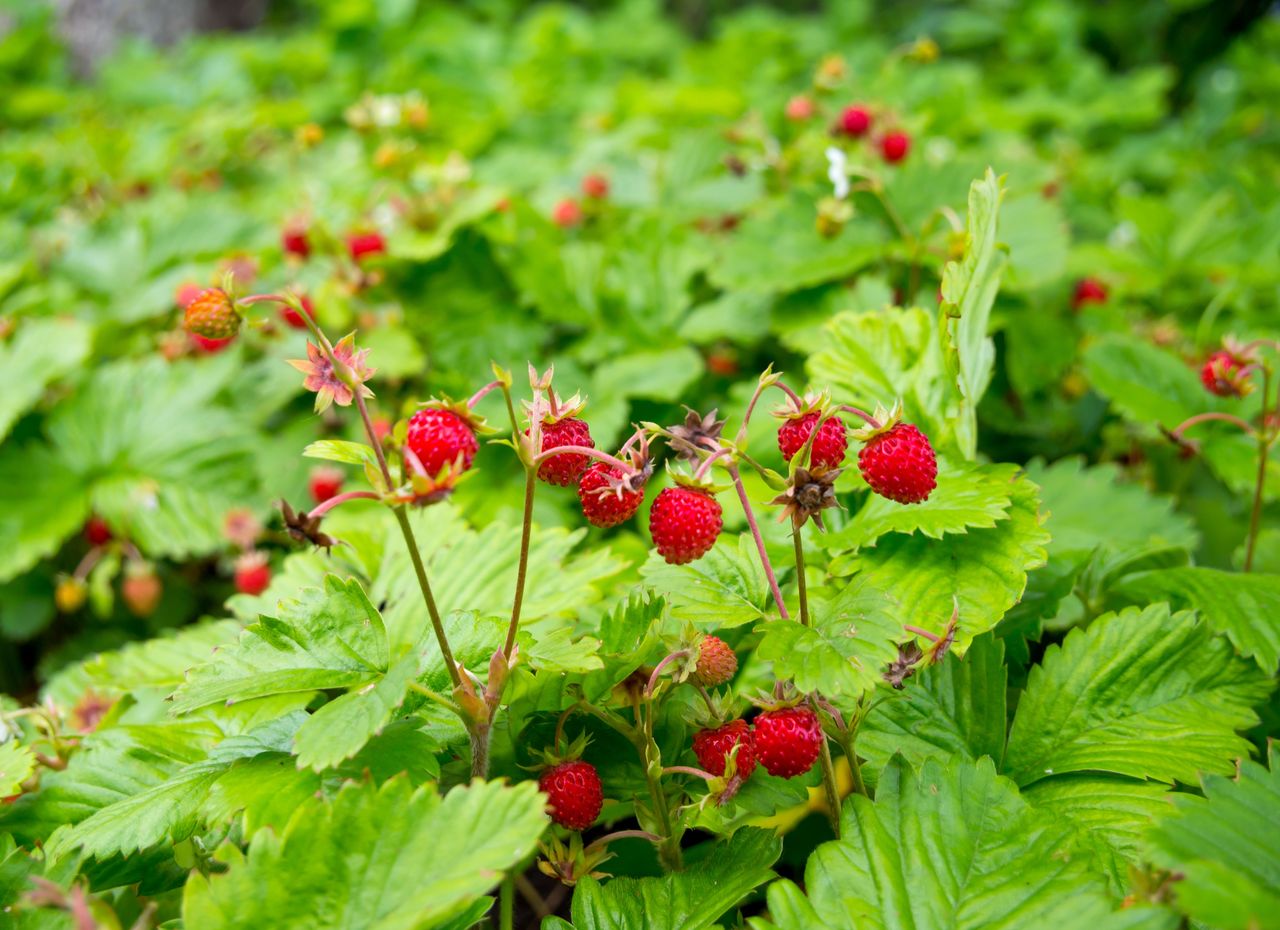How to savour wild strawberry flavours with homemade liqueur