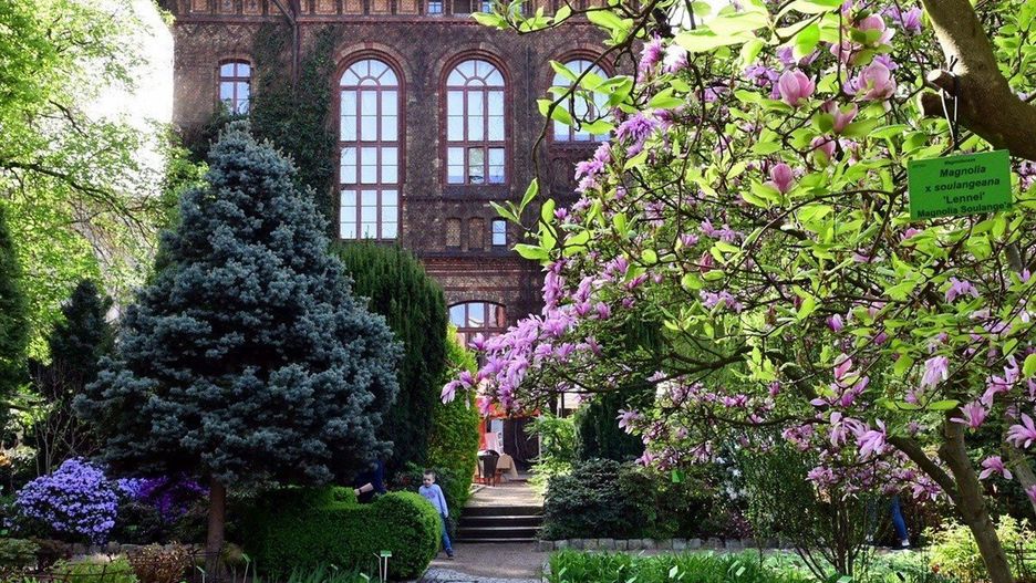 Festiwal Magnolii w Ogrodzie Botanicznym