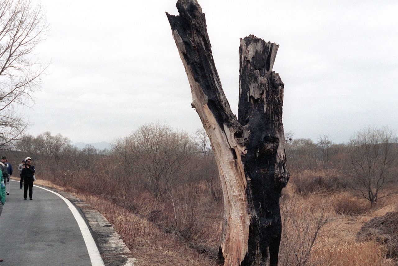 Operacja "Paul Bunyan". Świat na krawędzi wojny z powodu jednego drzewa - Pozostałości spornej topoli, widok z 1984 roku