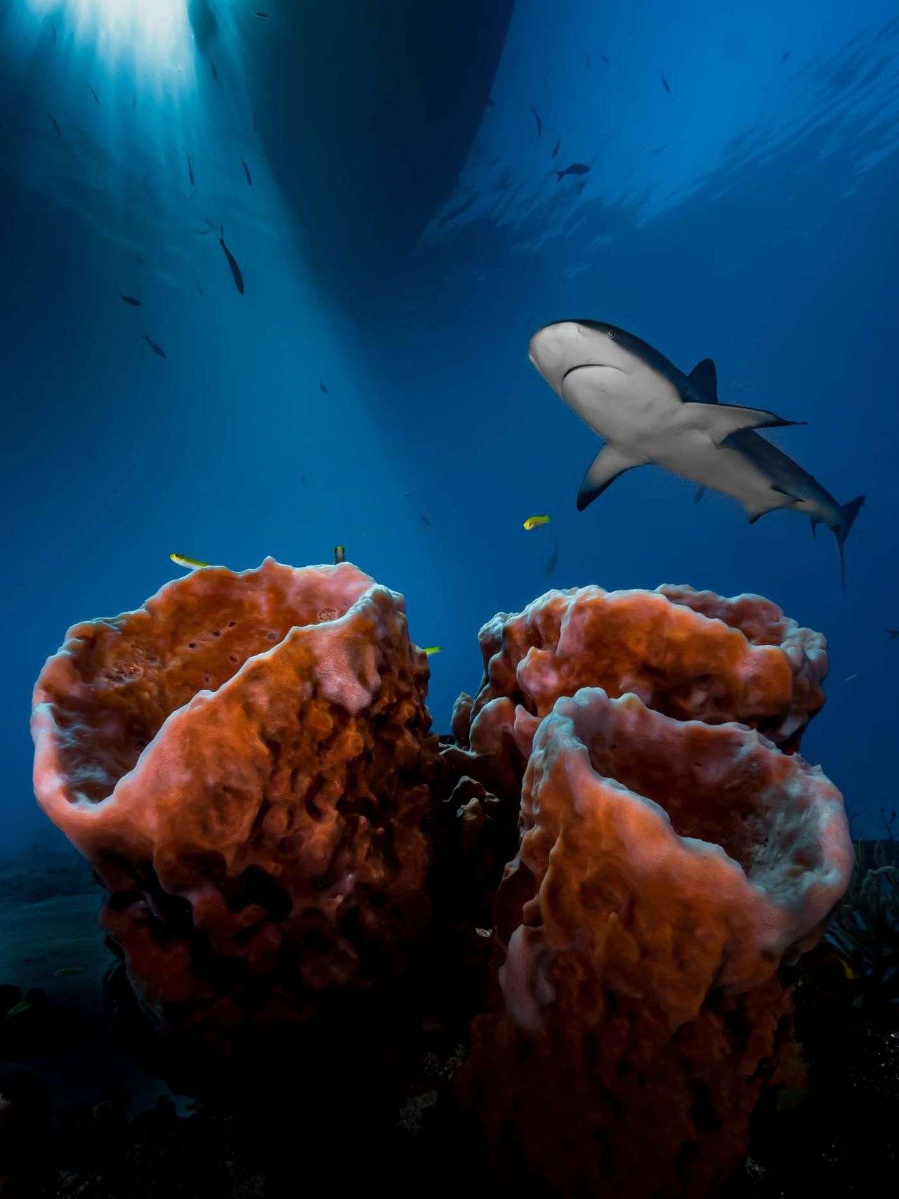 Francuz, Pier Mane, został określony rodzącą się nadzieją fotografii podwodnej dzięki fotografii spokojnego rekina na Bahamach.