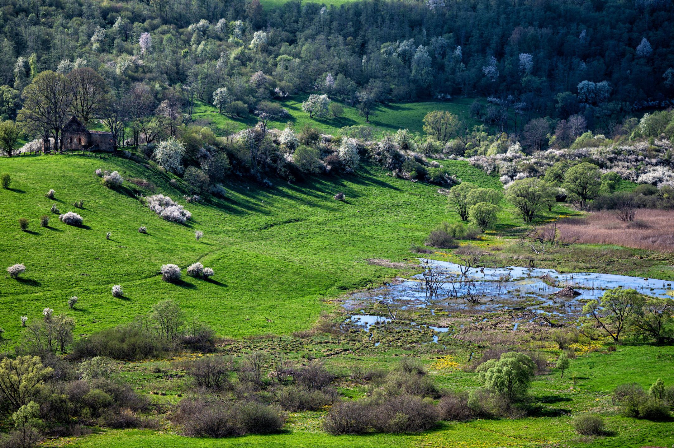 Bieszczadzkie krajobrazy urzekły Stanisława Majsterka