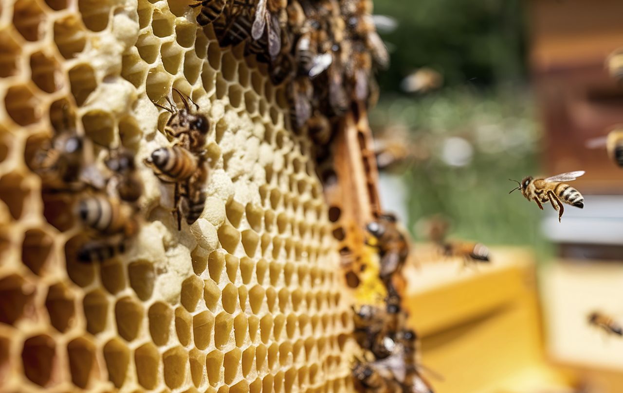 Co wiesz o miodzie i pszczołach? Sprawdź w krzyżówce