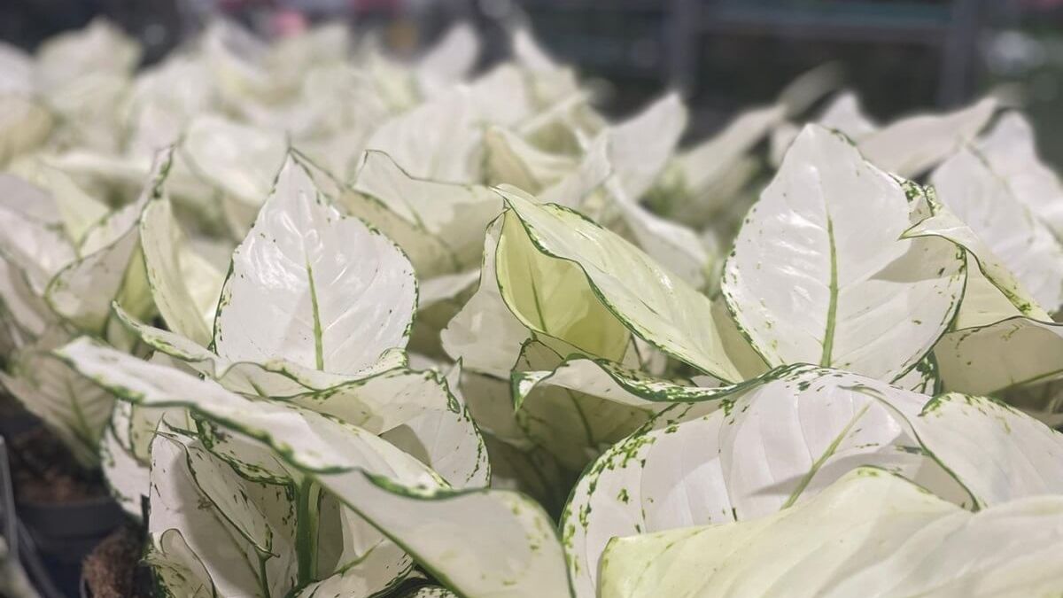 Aglaonema 'White Joy' w ofercie Festiwalu Roślin