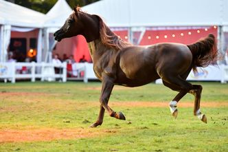 Echa aukcji koni arabskich w Janowie Podlaskim. Kompromitacja i ogromne koszty