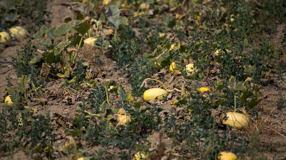 W Świeciu rolnicy mówią zniszczonych hektarach pól