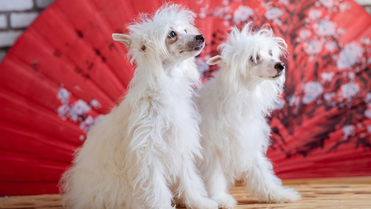 Grzywacze chińskie są delikatnymi psami