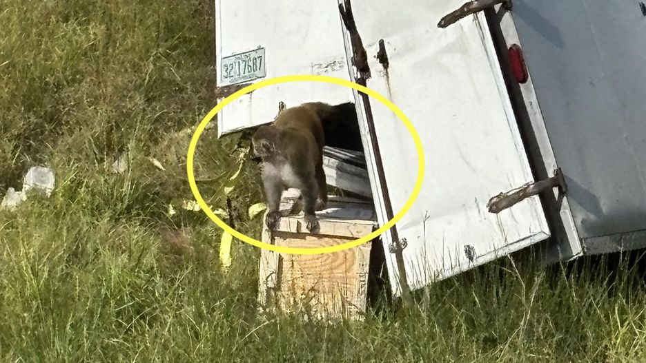 Małpy mogą stanowić zagrożenie 