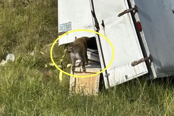 Z rozbitej ciężarówki uciekły małpy. Mogą być nosicielami niebezpiecznych wirusów