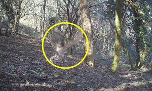 "Nagranie obłędne". Sceny w lesie. Aż zapiera dech