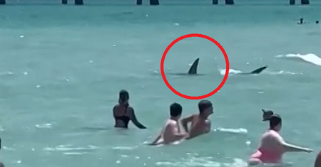 Rekin tuż przy plaży. Ludzie uciekali z wody przerażeni