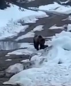 Bestialstwo Rosjan. Wysadzili w powietrze niedźwiedzia