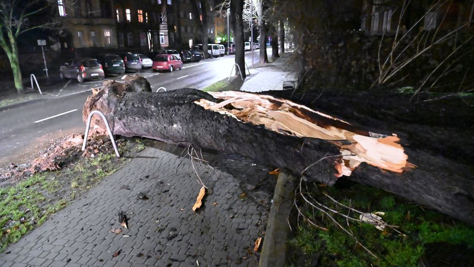 usuwanie skutk�w wichurySzczecin, 29.01.2022. Drzewo powalone w wyniku wichury, 29 bm. w Szczecinie. IMGW wyda�o ostrze�enia trzeciego i drugiego stopnia przed silnym wiatrem dla woj. zachodniopomorskiego. (sko) PAP/Marcin Bielecki

Marcin Bieleckidrzewo, interwencja stra�ak�w, pogoda, po�amane drzewa, Stra� po�arna, Stra�ak, uszkodzenia, wichura, zniszczenia