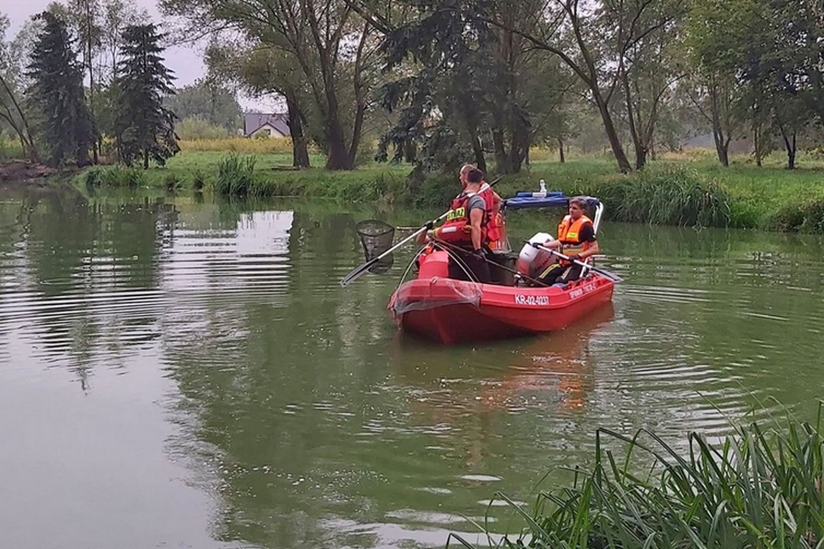 Nie tylko Odra. Śnięte ryby w krakowskim stawie