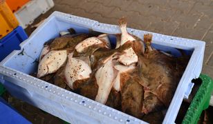 Pomorskie. Chore ryby w Zatoce Puckiej. Problemy rybaków