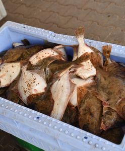 Pomorskie. Chore ryby w Zatoce Puckiej. Problemy rybaków