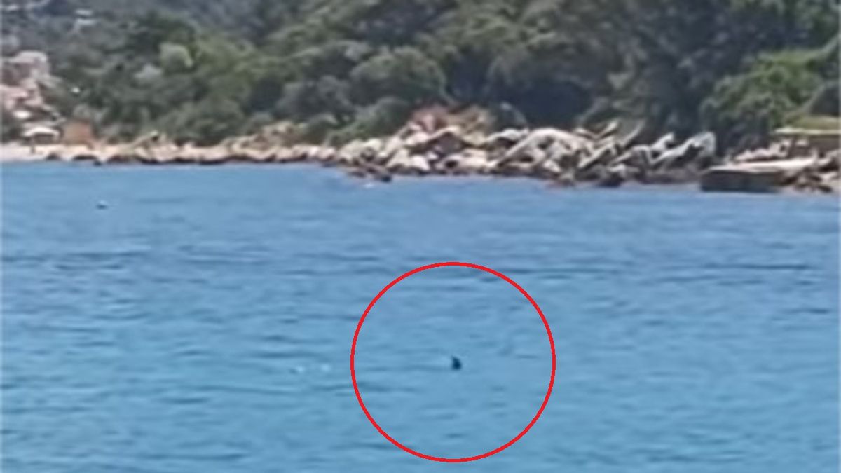 Rekin w pobliżu plaży w Dubrowniku