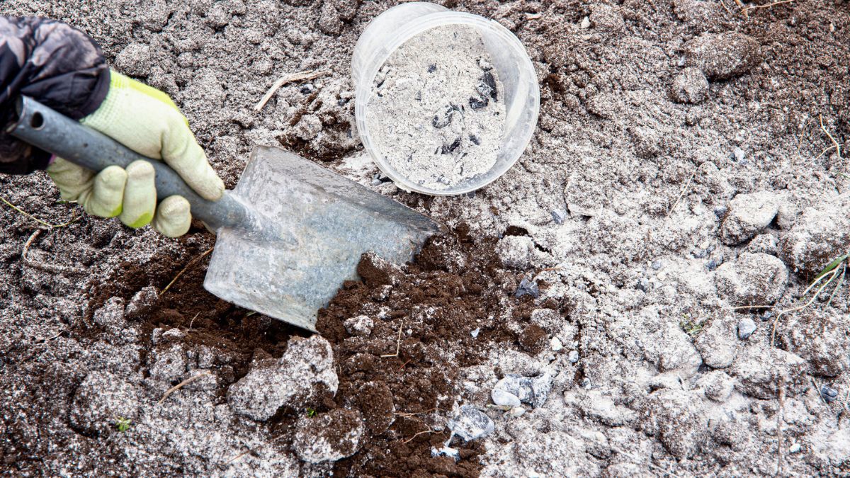 Mężczyzna rozsypuje popiół drzewny w ogrodzie