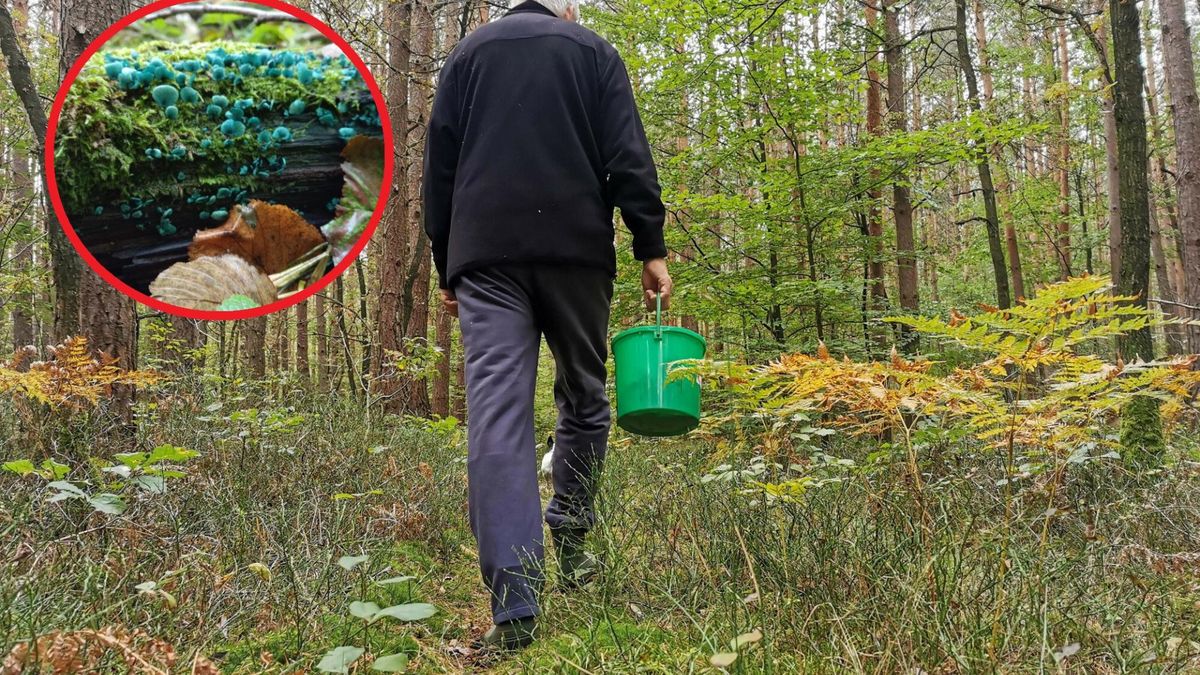 Niezwykły grzyb pojawił się w polskich lasach. Wypatrzył go białowieski leśniczy