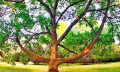 W plebiscycie na Europejskie Drzewo Roku polski kandydat pokonał całą konkurencję. Łódzki dąb "Fabrykant" zwyciężył