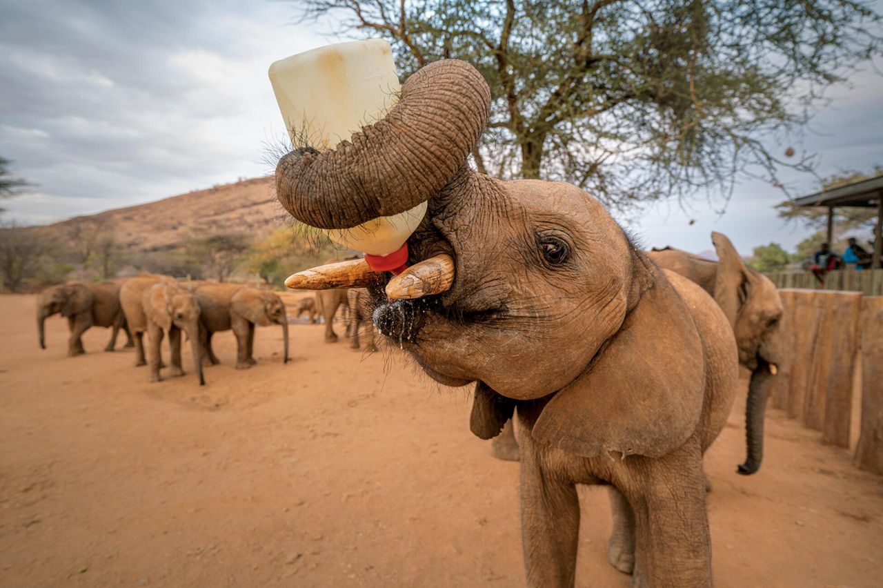 17.07.2021 r., Kenia. 3-letni słoń Meibae został osierocony. Na zdjęciu trzyma kanister z dużym smoczkiem. W środku jest specjalna mieszanka odżywcza na bazie koziego mleka.