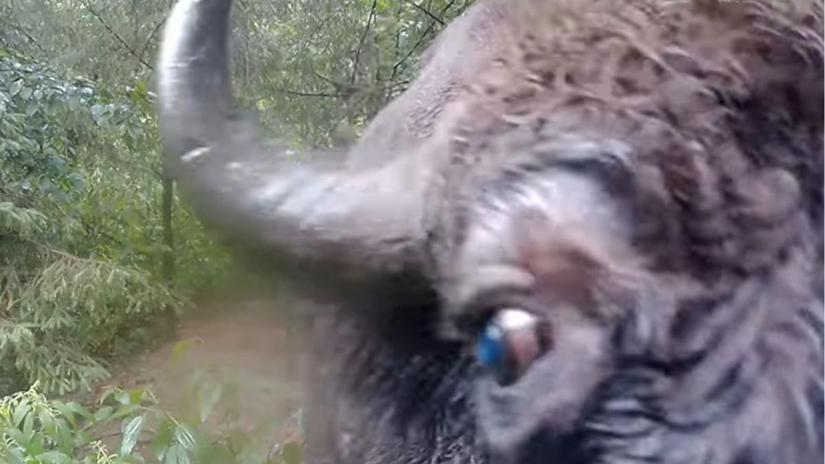 Żubr wyczyścił obiektyw kamerki