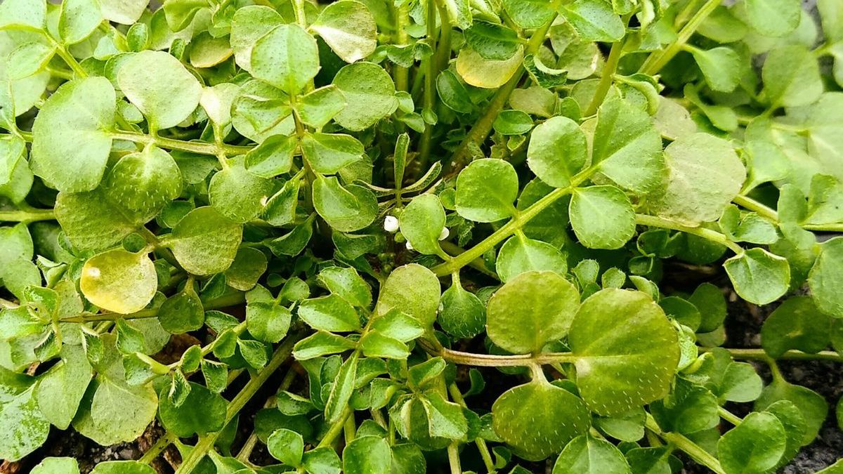 Już pod koniec lutego w ogródkach pojawi się dodatek do sałatki