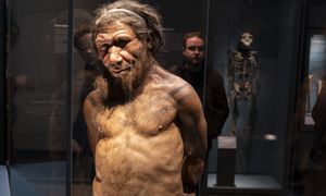 Neandertalczycy w Polsce. Przełomowe odkrycie w Jaskini Stajnia