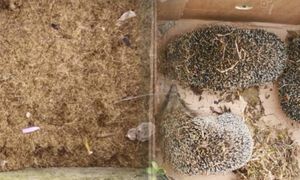 Śmiertelna pułapka na działce. Nie spodziewali się tego, co zobaczą
